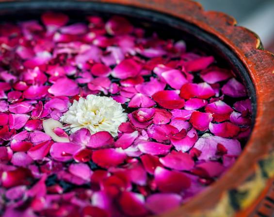 Flowers in SPA White flower with red rose petals in the bowl in SPA salon